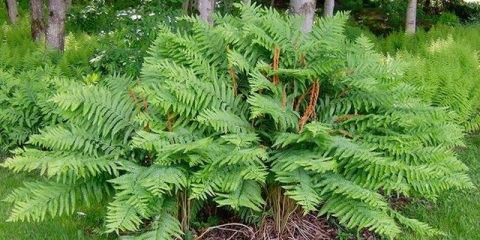 Dalekoistočna paprat: opis, sadnja i njega